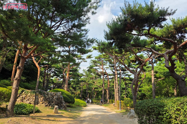 팔도의 기운을 모아 하나로 만든 치유와 화합의 ‘팔도소나무단지’ ©김미선