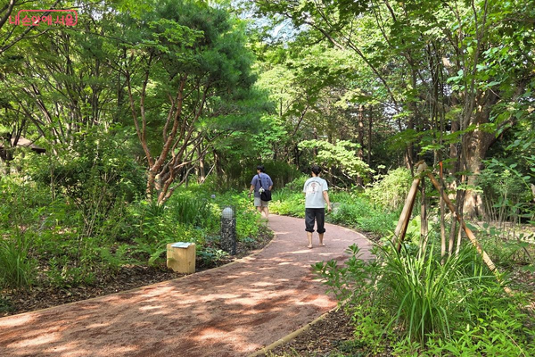 숲속에 조성된 맨발길 ©김미선