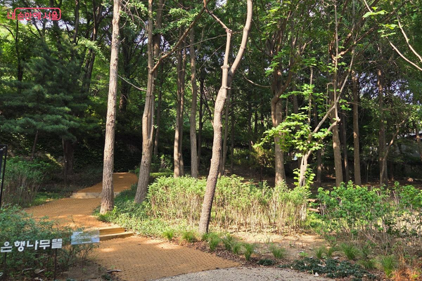 은행나무뜰로 들어서니 짙은 초록빛 녹음 아래로 길이 이어진다. ©김미선